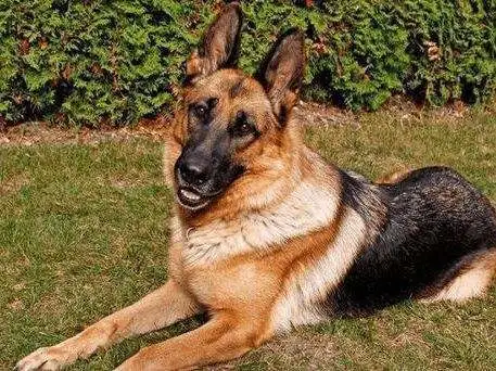 狗狗为什么被称为人类的朋友？为什么狗离开主人多年还会相识？