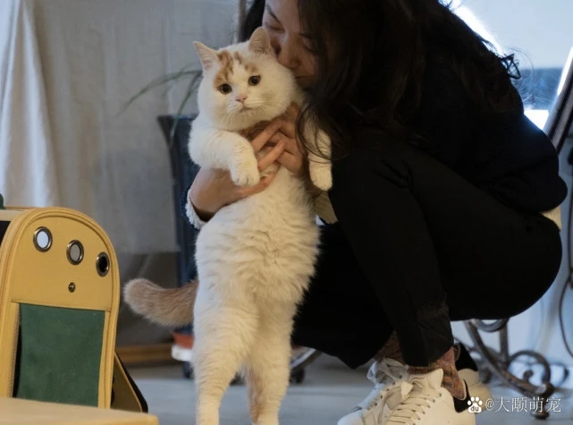 网红“委屈猫”不再落寞，不仅住上了大别墅，还有漂亮女主人