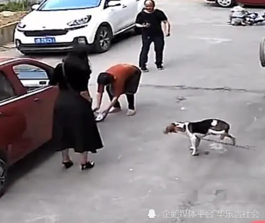 四川狗子饭碗被压扁，哀嚎声传遍小区，修复后狗子反应乐翻众人