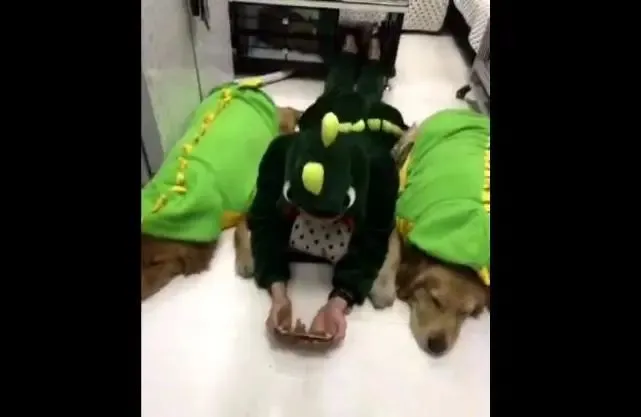 男主伪装成狗混入狗群，被欺负不敢说话，最后这幕让人笑翻！