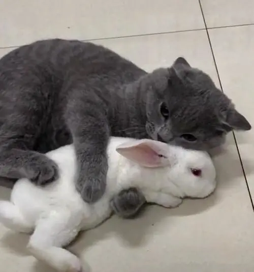 猫咪的嫉妒心有多强，你知道吗？