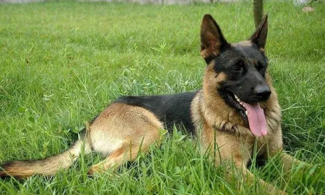 从一场诈死的狗咬死盗贼引发的官司，看狗狗有多聪明和忠诚