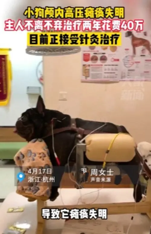 小狗颅内高压瘫痪导致失明，女子2年花了40多万治疗：多少钱都值