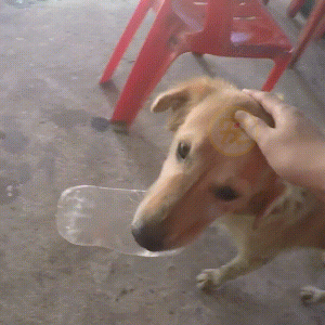 狗狗化身小河守护者，连续6年在河里捡垃圾，狗：请叫我环保汪