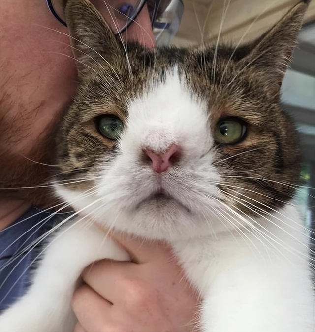 带你见见另一个世界的猫，看完后，你还敢吸吗