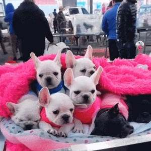 小狗在狗市等被卖，个个推销自己，唯独一只让人想买！