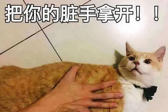 猫咪不肯对你“翻肚皮”，无非是这几点原因