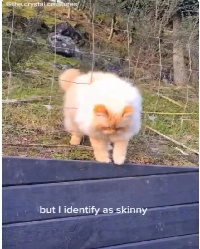 肥猫轻松穿越围栏！网友：90％都是毛