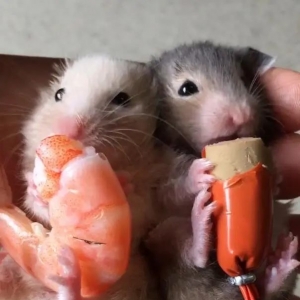 小仓鼠吃虾跟火腿，认认真真，萌得完全不像一只鼠！