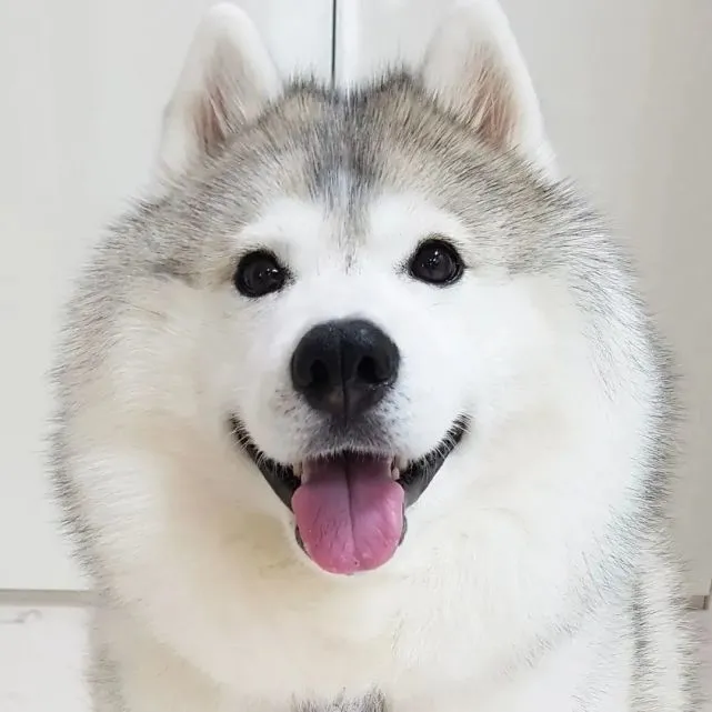 二哈每次洗完澡都会狂奔，网友看了笑喷：它脖子呢？