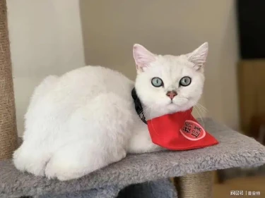 在家给猫咪采尿很困难，NO！