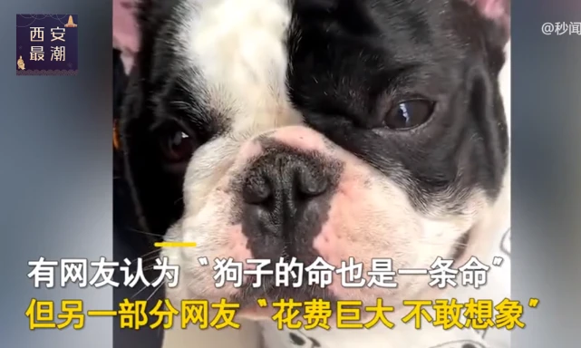 杭州一女子给瘫痪失明宠物狗治病2年花费40万：会一直治下去