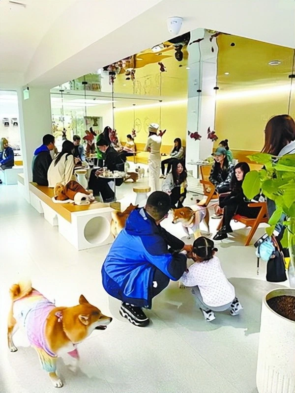 厦门“宠物友好”逐渐走热！多个商圈纷纷打造宠物“社交”空间