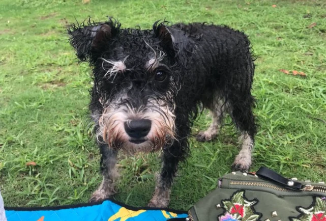 为何“雪纳瑞”越来越少人养？脾气再好，也躲不过这几点