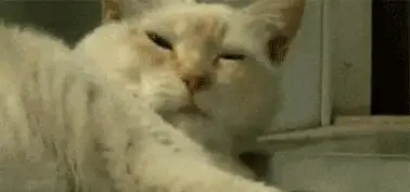 加拿大一家养猫一战成名，连着干哭了七条比特犬，还有两只进了医院