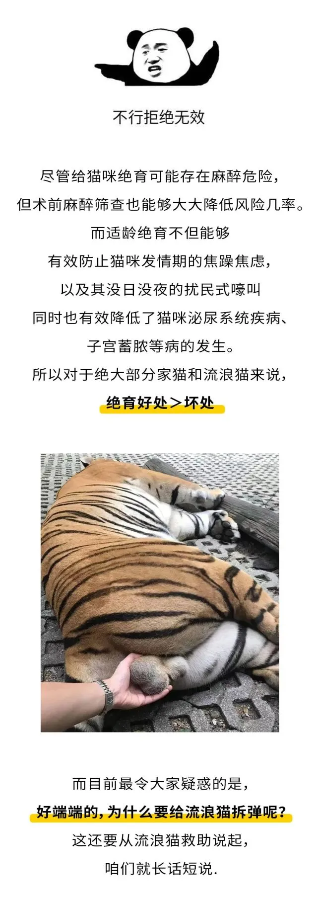 我家猫只想出门遛个弯，没想到却被人嘎了蛋！