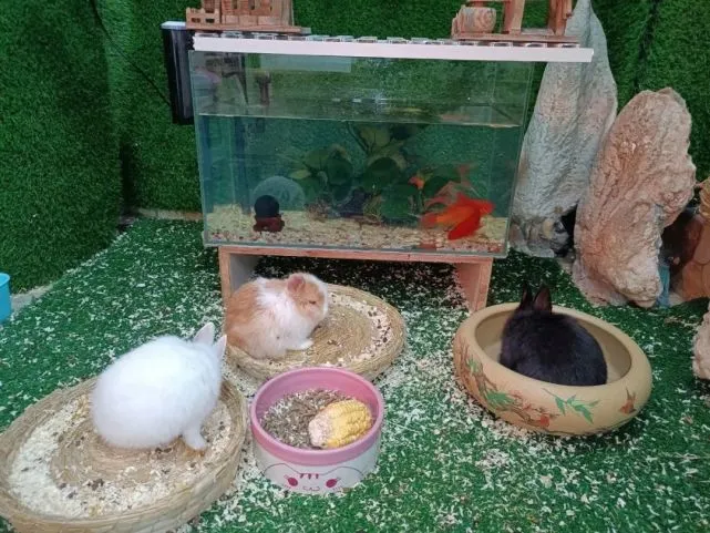 公司养了几只兔子，四舍五入就等于兔子是我的了！