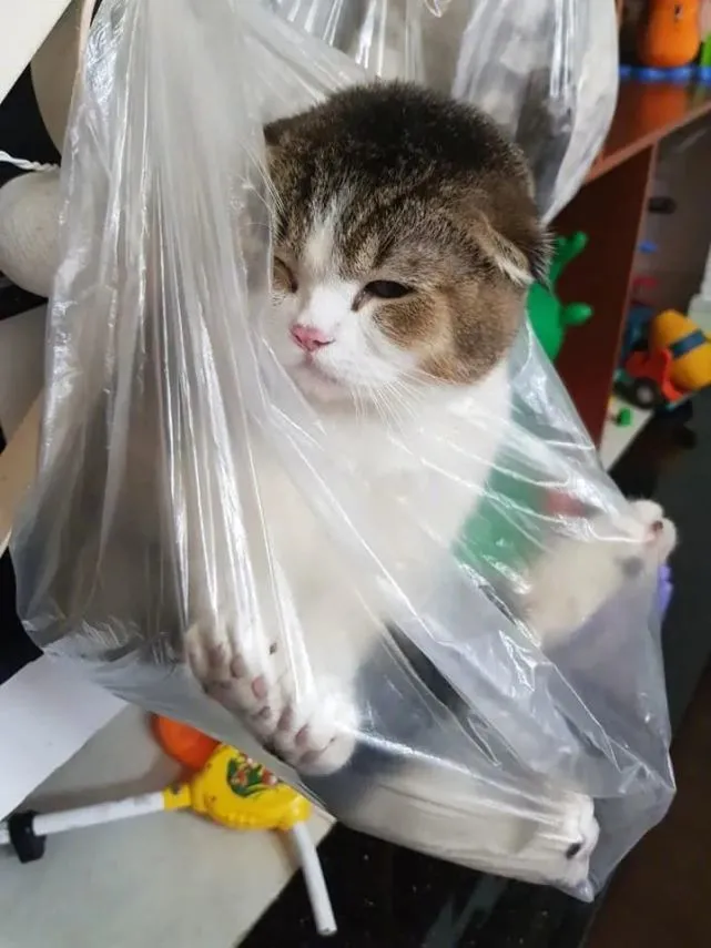 打坏主人最带的花盆，四只猫猫收到严厉“处罚”！好惨好惨～