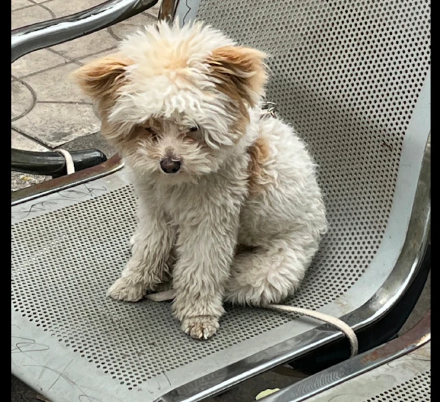 狗被主人临时拴在了椅子上，它一脸的不开心：怎么那么久不回来？