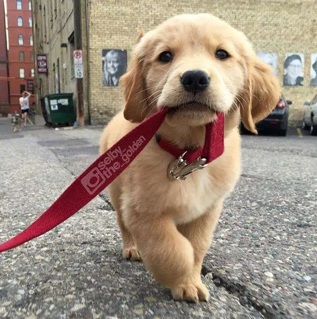 把金毛托付给朋友照顾，这货居然把别人家拆了，得知原因感动哭了