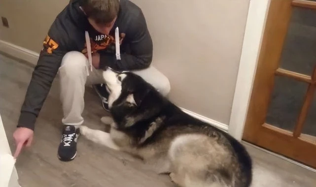 训犬师告诉你，为什么你的狗狗不听话？