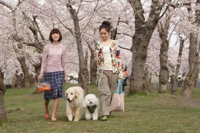 疫情下的遛狗员：狗狗患了分离焦虑，1分钟都不愿自己待着