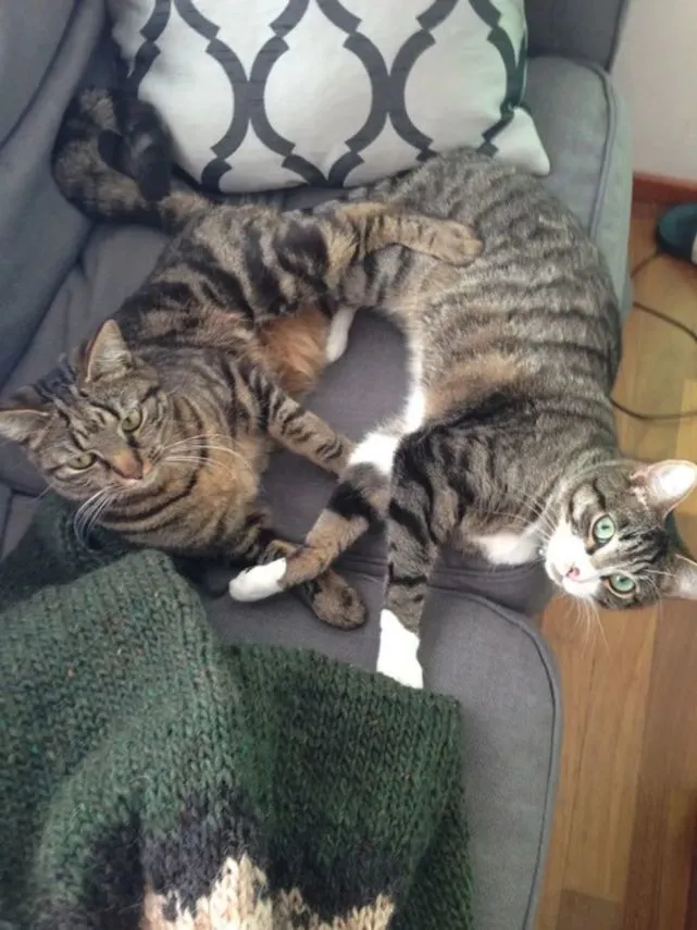 邻居家的猫每天都来拜访，坚持了四年，比自己家的猫还黏人