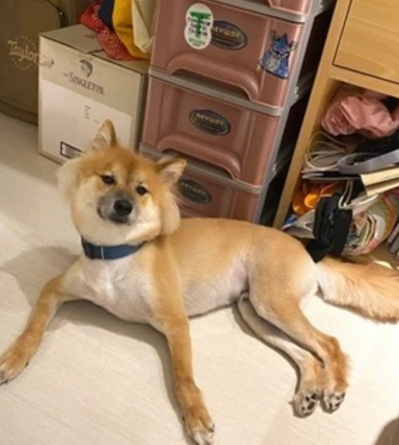 朋友送了只高颜值小狗勾，可几个月后……他是来报复我的吗？