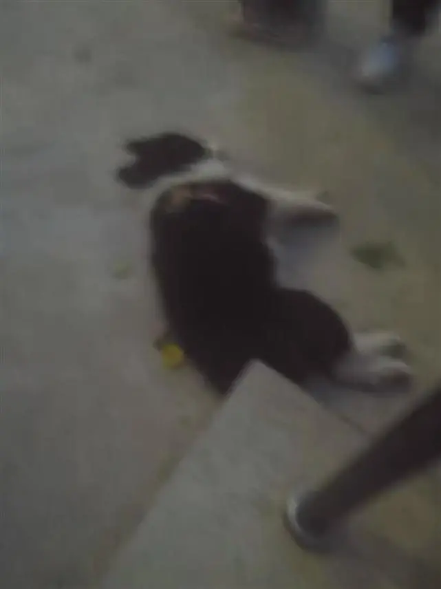 女主人回应“宠物狗吓哭小孩被家长摔死”：是只幼犬，没有咬人