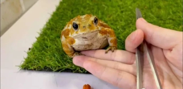 女儿放学路上捡了只青蛙，妈妈养着养着养出感情，居然还挺可爱！