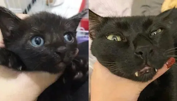 小黑猫长大后丑脸崩坏，饲主怀疑黑猫结扎被抱错！