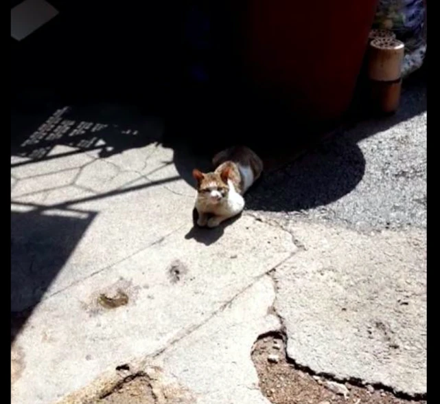 流浪猫将拥有幸福时，却被恶人用钉子插入了眼睛，再次恐惧人类！