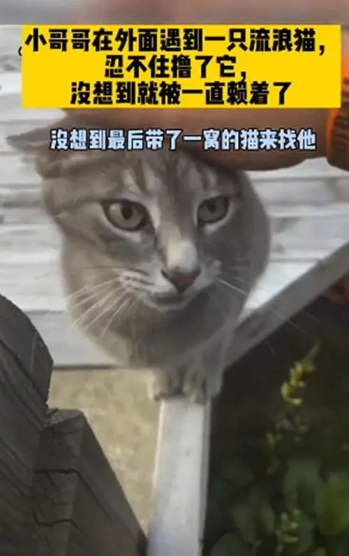 流浪猫跟着小伙回家，隔天送来一窝小猫：帮我一起照顾孩子吧
