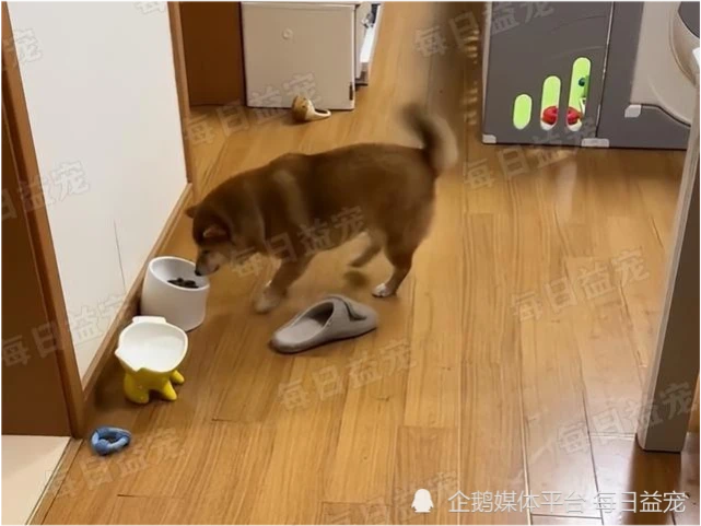 狗狗也有烦恼，主人回家恰巧狗子在吃饭，欢迎还是干饭两难全