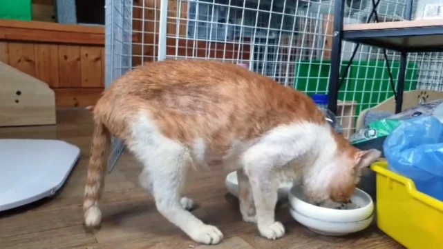 饿到吃土的橘猫，躲在角落里默默等死，检查后才知道它活得多艰难