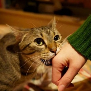 猫咪忽然“咬人”，意味着什么？