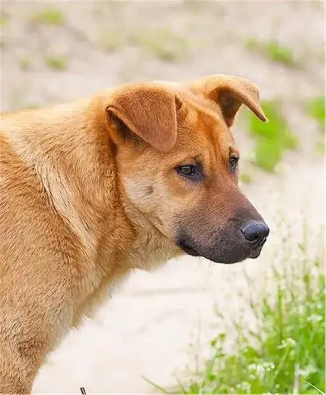 川藏线出现“哮天犬”，700天一直在等女主人，车祸无情夺走它的命