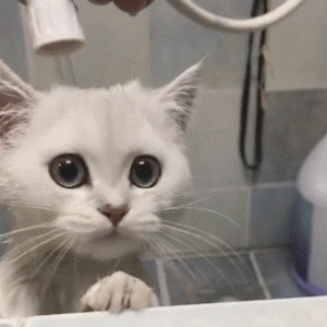 猫咪洗澡冒出头，两手抽筋，突发状况让主人紧急闭眼！