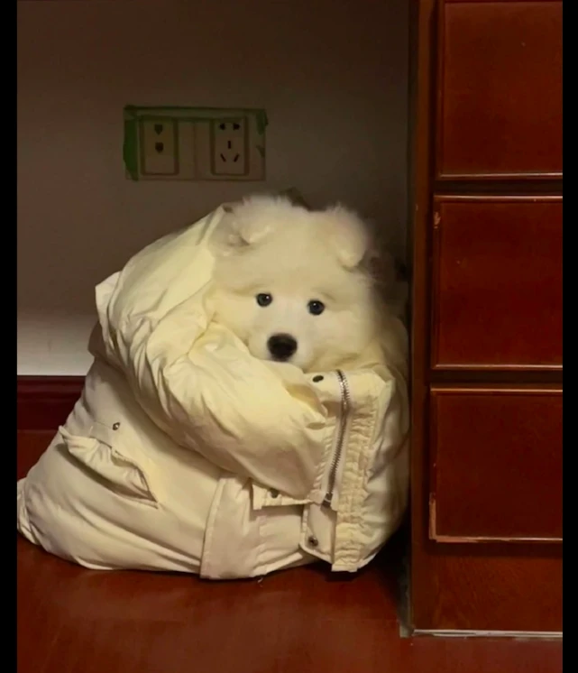 天气一降温，主人就给萨摩耶裹上了羽绒服，狗：妈妈觉得你冷！