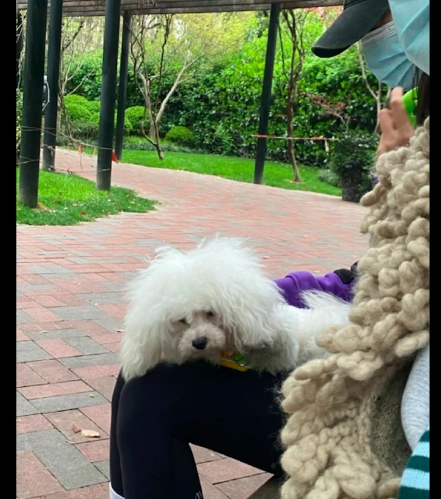 网友带狗狗出去逛街，它被遛得累了只想躺倒睡觉，显得好沧桑呀！