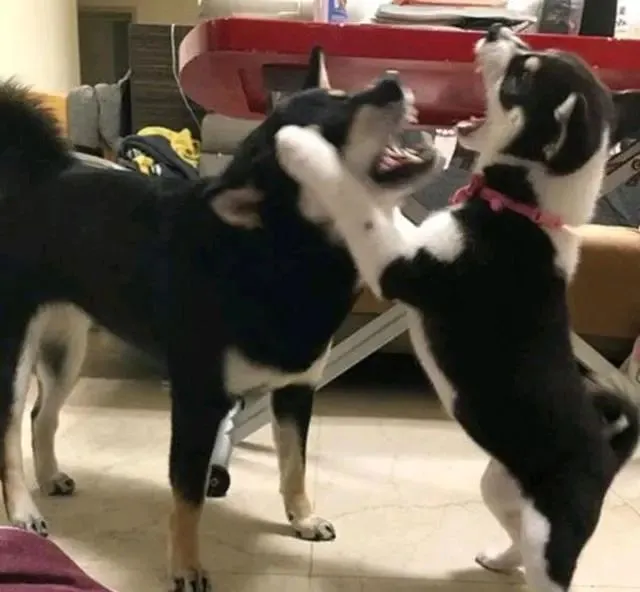 柴犬疑似哈士奇的种，主人赶紧辟谣，网友：它爸肯定是哈士奇