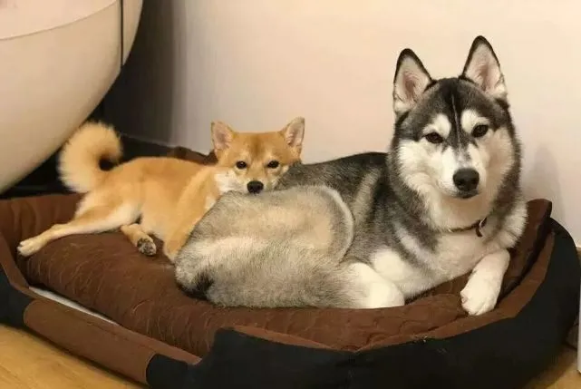 柴犬恋上哈士奇，非得靠在二哈屁屁上，才睡得香！