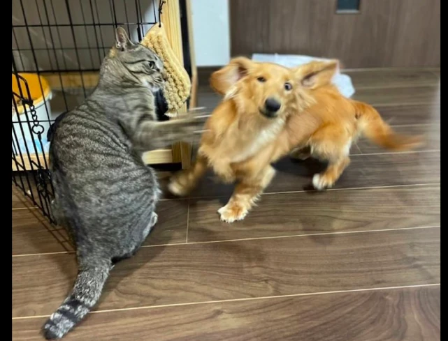 猫咪想要伸爪打狗，狗狗却快速躲避过去，猫猫拳和躲避狗？