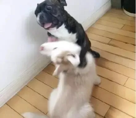 哈士奇逗法国斗牛犬玩，法国斗牛犬：丢，滚远一点