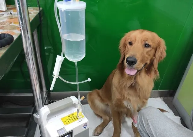 小狗生病，女子花40多万治疗，网友吵翻了！