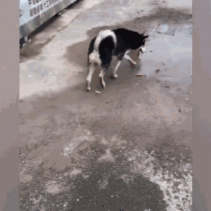 二哈跳水坑险滑倒，转身又回到水坑：在哪摔倒就在哪里趴一会儿……