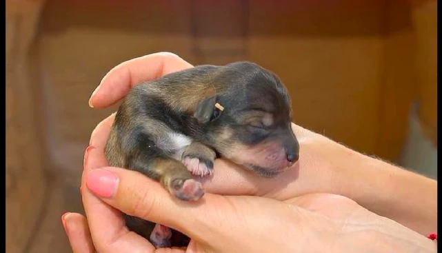 流浪狗记着房主的一饭之恩，为他赶走了小偷，也为自己开启新生活