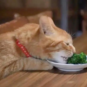 如何判断你在猫咪心中的“地位”高不高？其实很简单