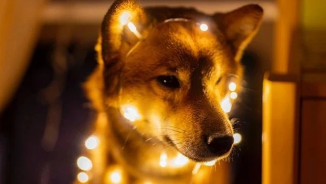 狗狗币价格比去年低65％