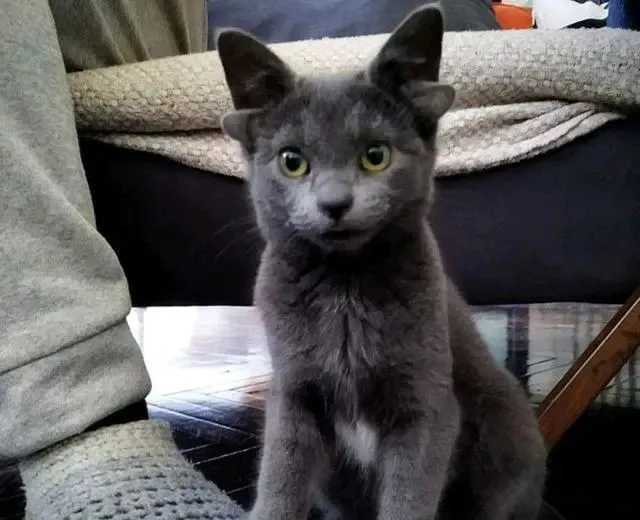 蓝猫因天生“四耳”遭弃，女子觉得它可爱收养，却意外收获网红猫